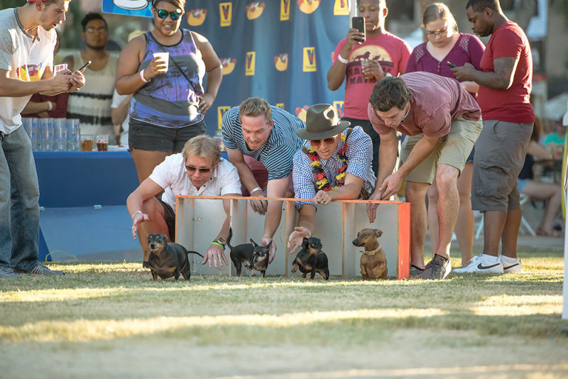 A Weiner dog race